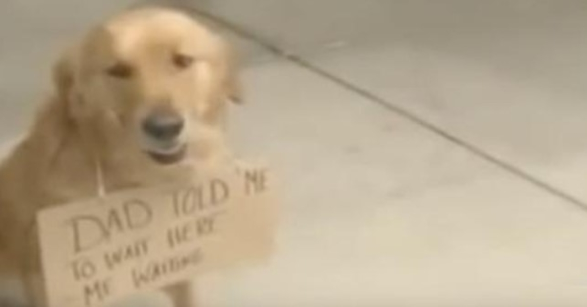 Chien vu à l’extérieur d’un magasin avec une pancarte autour du cou