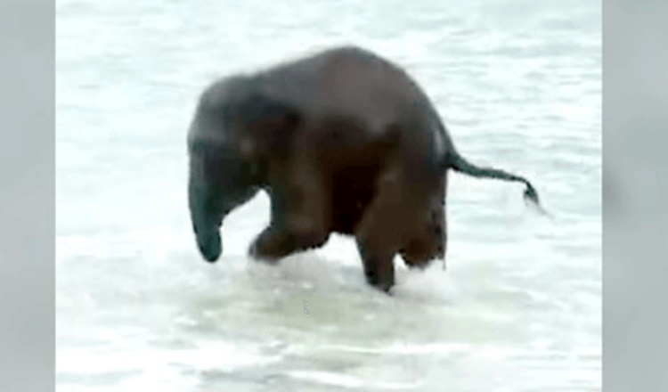 Un bébé éléphant voit l’océan pour la toute première fois et a la MEILLEURE réaction