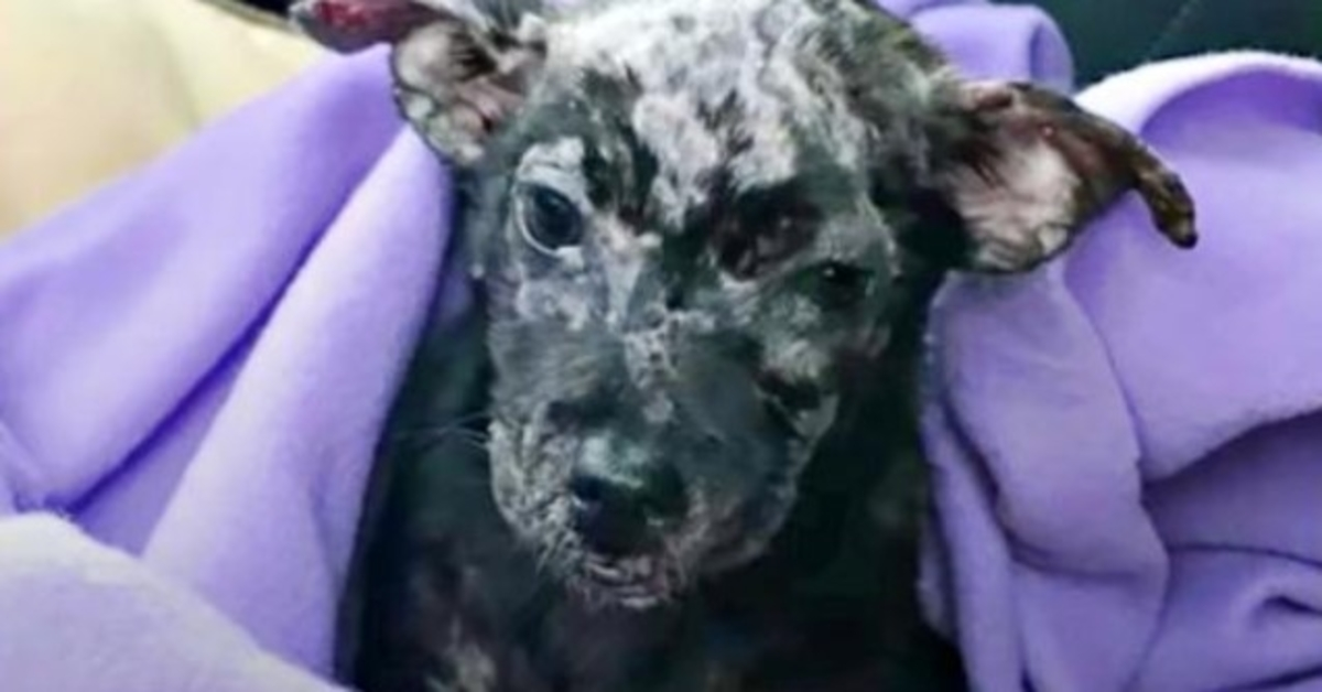 Un chiot indésirable et boursouflé se transforme en “Adorable Gremlin” avec un sourire permanent