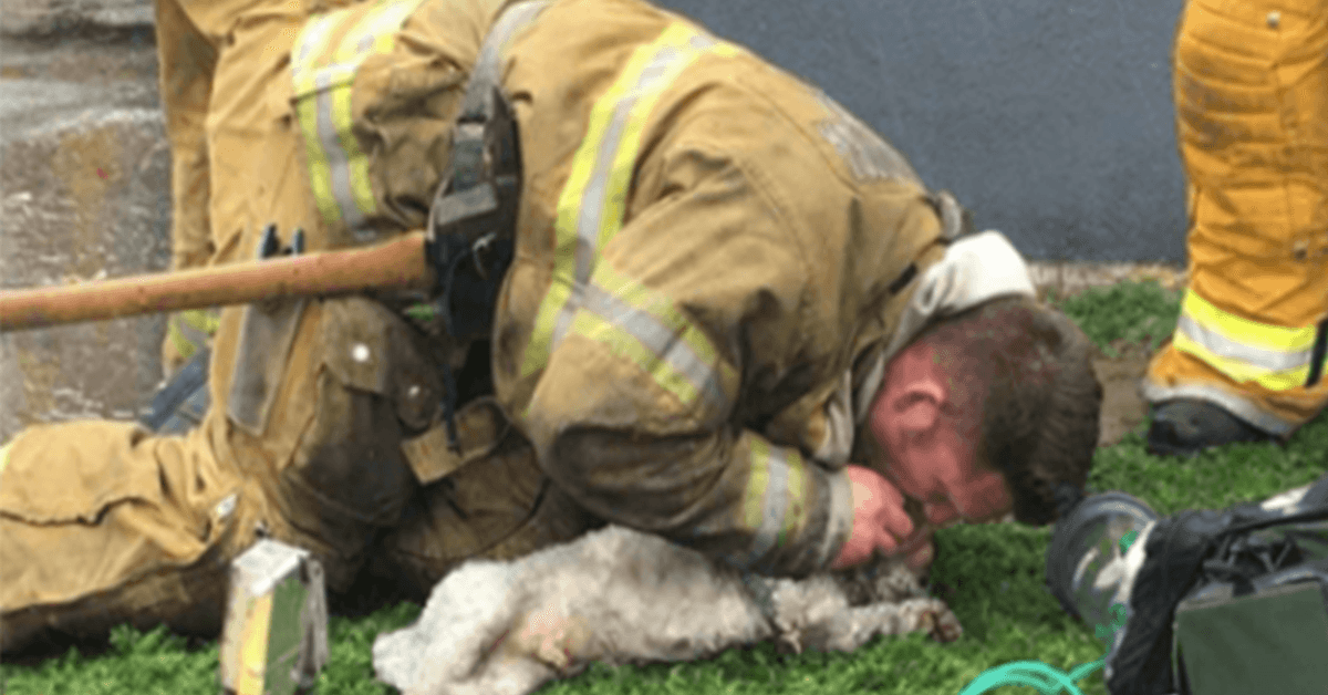 Un pompier refuse d’abandonner le sauvetage d’un petit chien d’une maison en flammes