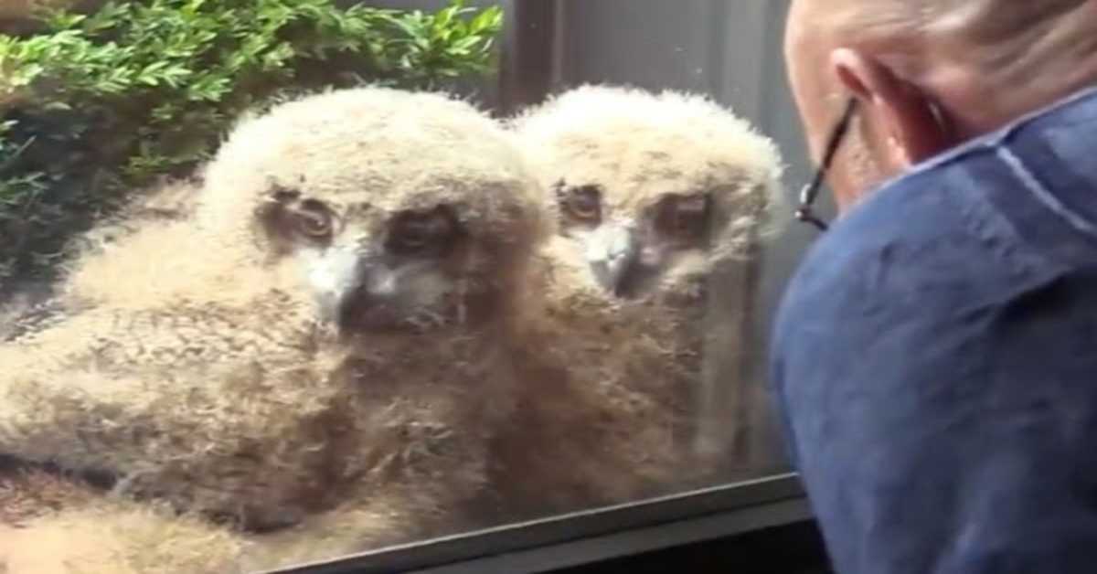 Le plus grand hibou du monde fait éclore des bébés géants devant la fenêtre de l’homme et maintenant ils regardent la télévision avec lui