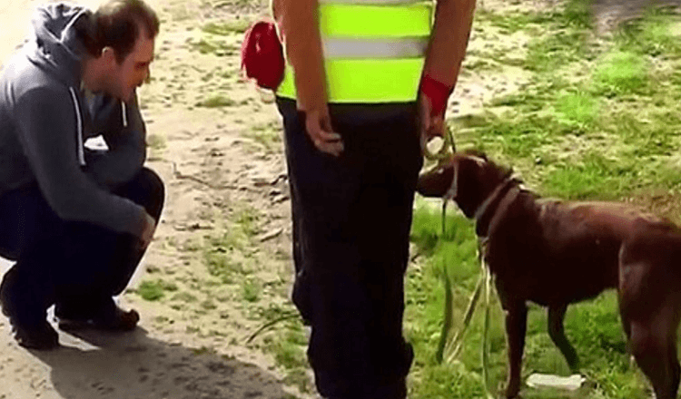 Ce chien n’a pas reconnu son père après avoir été perdu pendant 3 ans, puis papa s’est accroupi