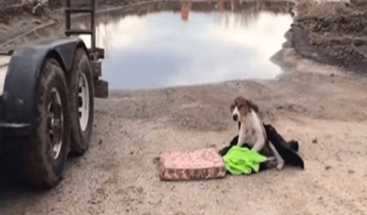 Chien largué qui ne pouvait pas se lever, attendant de l’aide