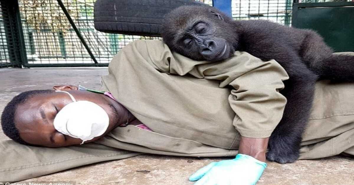 Un gorille orphelin demande à être câliné par son soignant après avoir été secouru