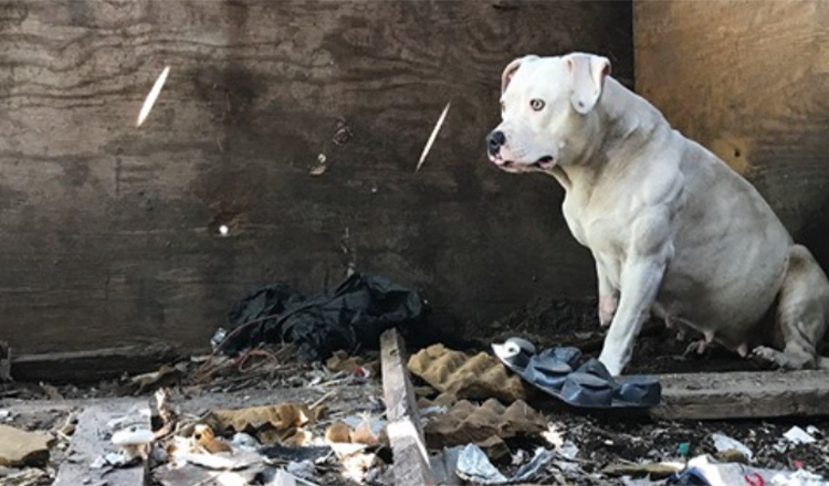 Un chien qui a été enchaîné après le meurtre de son propriétaire est enfin libéré de ses cauchemars