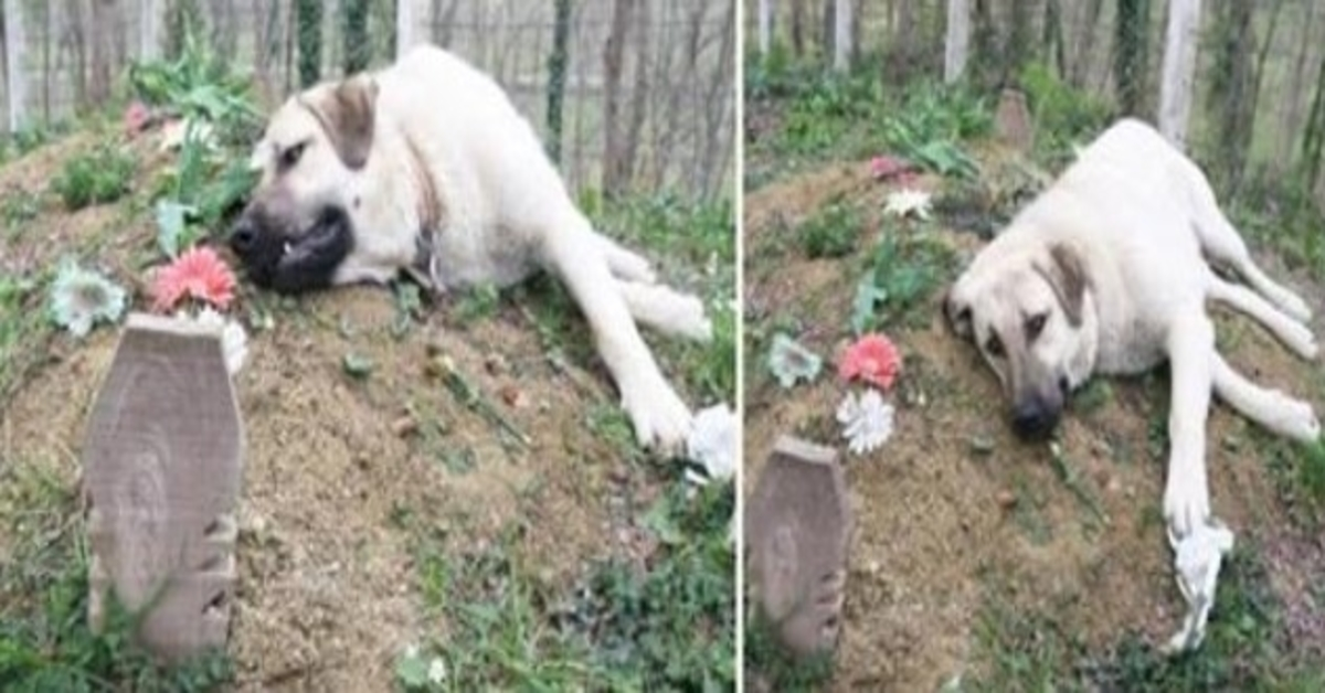 Ce chien “au cœur brisé” s’est enfui de chez lui tous les jours pour se rendre sur la tombe de son propriétaire décédé