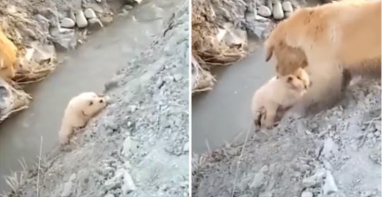 Mama Dog sauve son chiot de tomber dans un fossé. Elle a agi sans peur pour l’aider