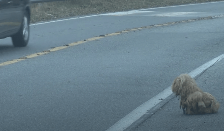 Un chien emmêlé regarde sans cesse des voitures pendant 2 ans en espérant que son propriétaire revienne