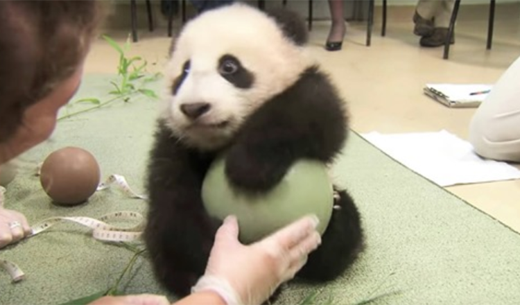 Ils ont essayé de prendre le ballon à Panda, il lance la colère la plus adorable