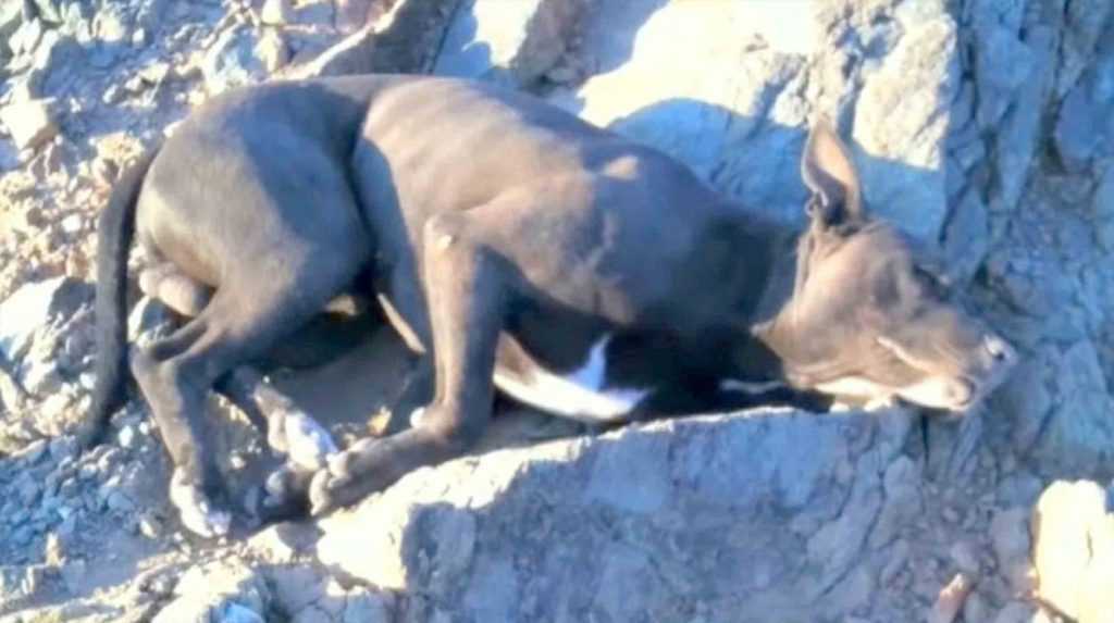 Un randonneur trouve un chien mourant avec des blessures par balle et l’a porté pendant une heure pour trouver de l’aide