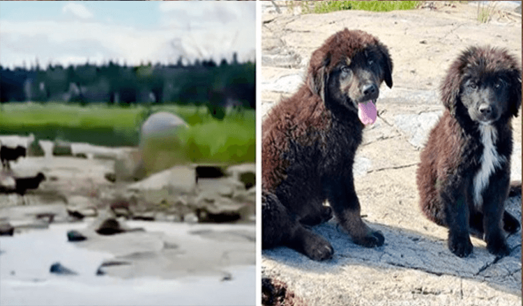 Un plaisancier trouve sept chiots abandonnés sur une île déserte qui pleurent de faim