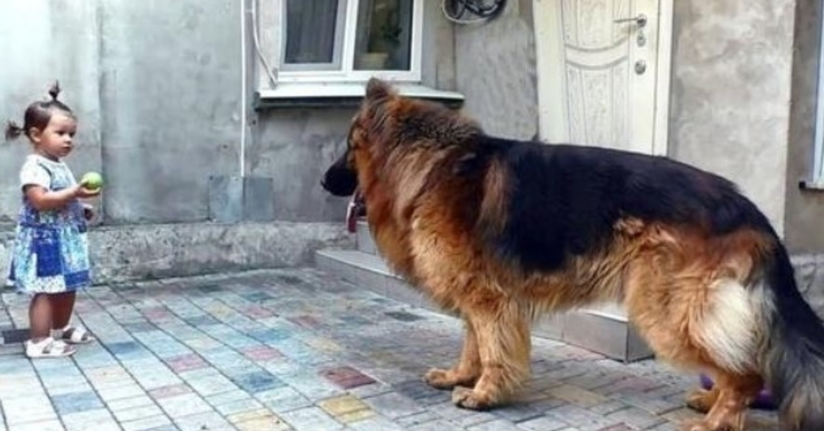 La fille a sauvé un gros chien du marché. Personne ne l’aimait, alors qu’il voulait de la chaleur et du bonheur.