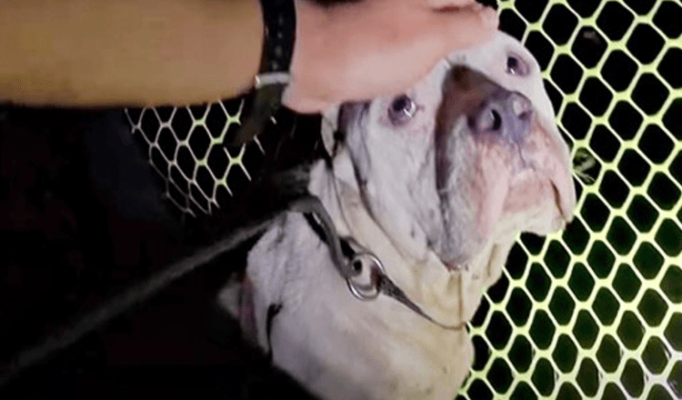 Cette chienne a refusé d’être secourue craignant que ses chiots soient en danger, mais 1 homme s’est levé