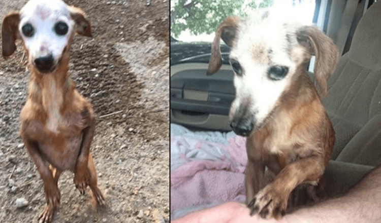 Un homme sauve un vieux chien de l’autoroute, mais sa femme lui dit qu’ils ne peuvent pas le garder