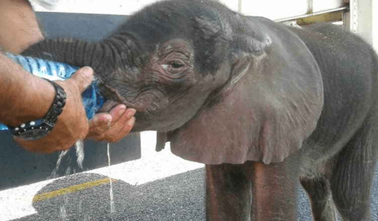 Un petit éléphant sort de nulle part, il a été arrêté par un groupe de camionneurs