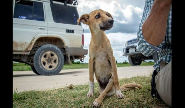 Un chiot triste paralysé se traîne pour obtenir de l’aide