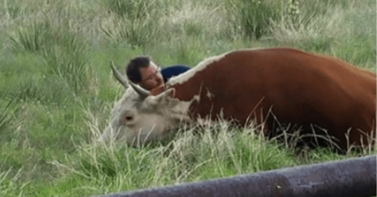 Un homme filmé en train de consoler une vache en détresse après avoir perdu son veau