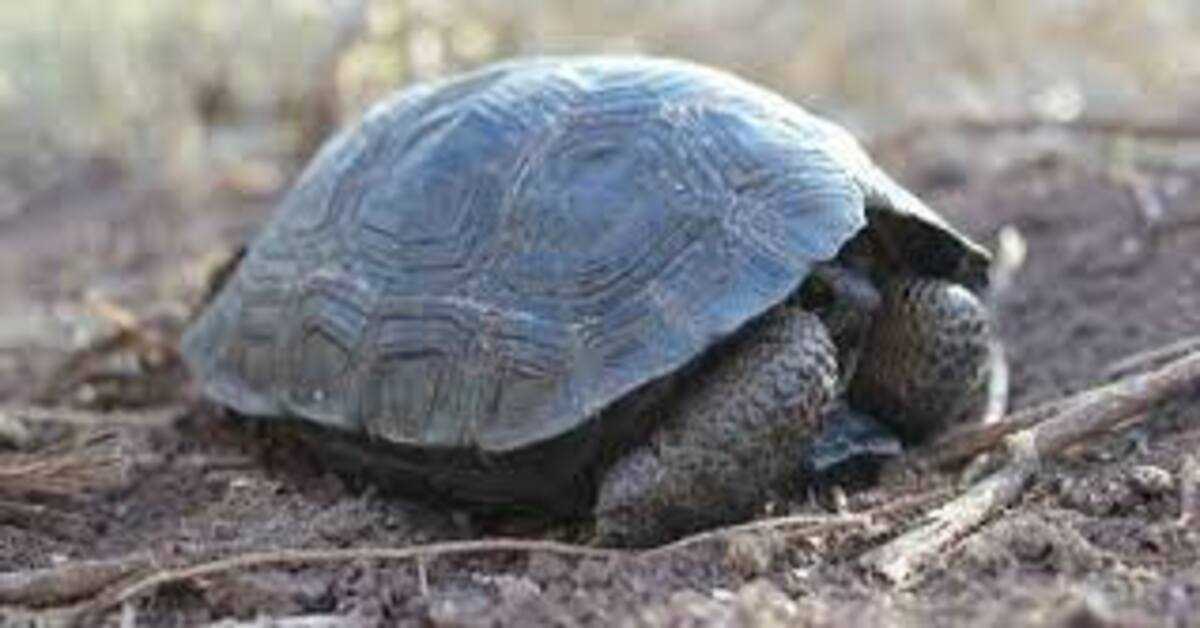 Des bébés tortues naissent sur l’île des Galapagos pour la première fois depuis cent ans