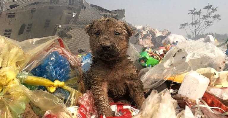 Largué pour lutter dans le camion du garage, le pauvre chiot a été repéré et sauvé