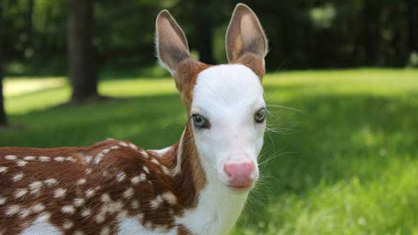 Le faon à face blanche le plus rare au monde, rejeté par sa mère, trouve une nouvelle vie