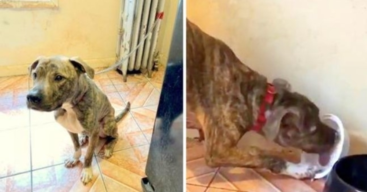 Pit Bull affamé et enchaîné à un radiateur pendant 6 mois, mange de la neige en pensant que c’est de la nourriture