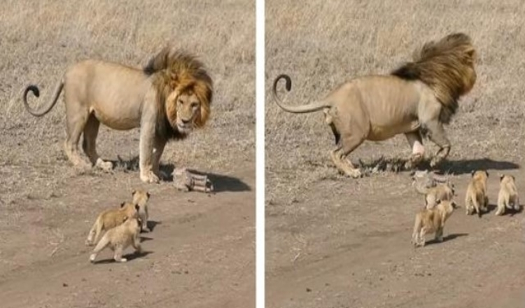 Un papa lion essaie de se débarrasser de ses petits dans des images réconfortantes