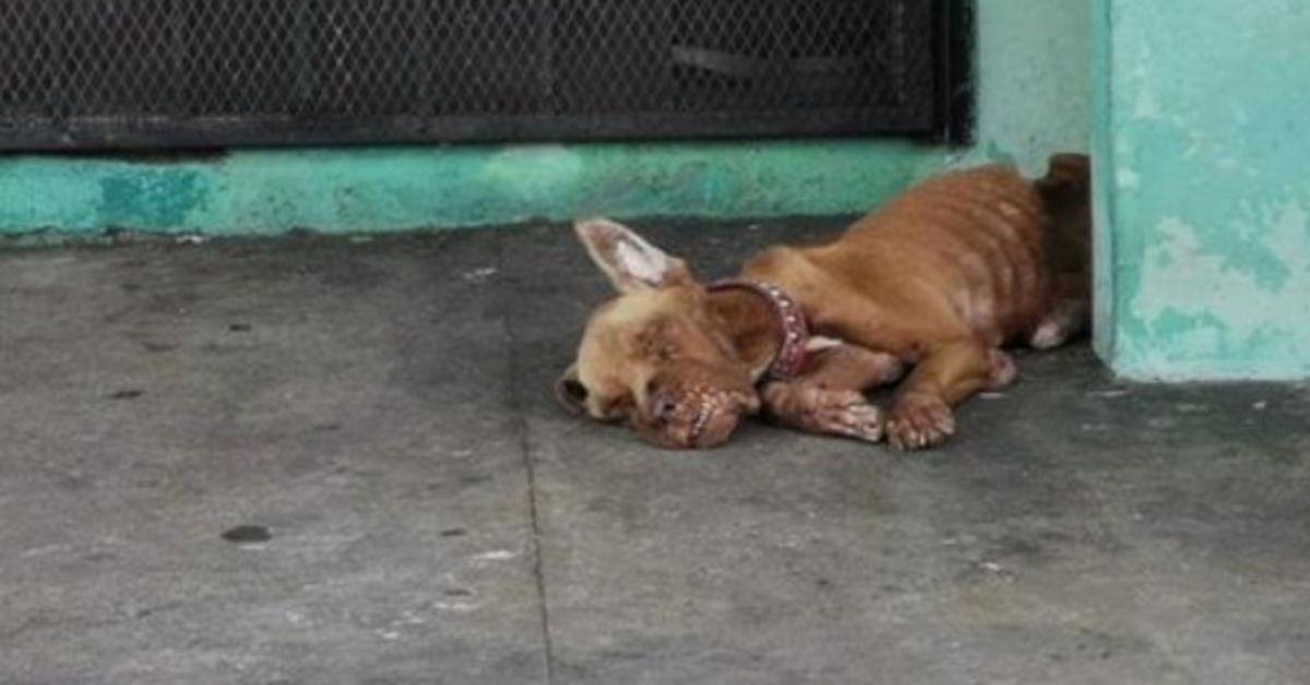 Chien abandonné à la station-service, et il a été totalement ignoré par tout le monde