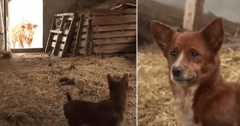 Un chien pleure des larmes de joie quand il retrouve enfin la vache qui l’a élevé