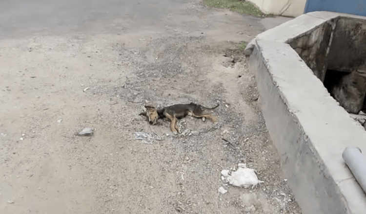 Un chiot mourant remue la queue à l’approche des sauveteurs