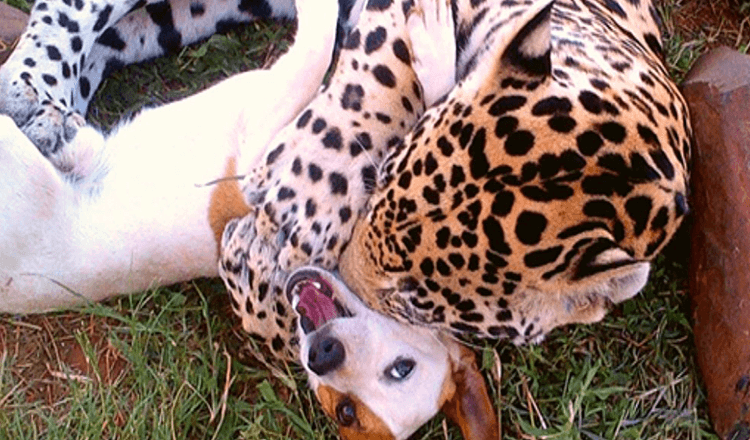 Un jaguar sauveur trouve son meilleur ami improbable dans un petit chien nommé Bullet