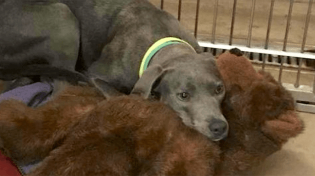 Une chienne loyale abandonnée dans un refuge avec son ours en peluche trouve un père qui ne lui ferait jamais ça