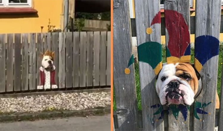 Une femme peint une clôture pour Nosy Bulldog – Un passant le trouve hilarant