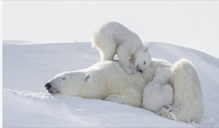 Un photographe a passé 117 heures dans un froid glacial pour obtenir ces clichés incroyables