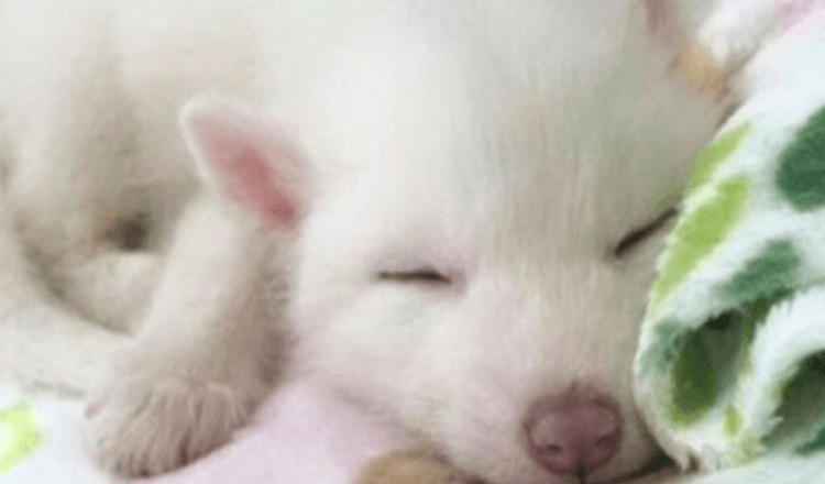 La fille a acheté un joli chiot blanc. Il a grandi et s’est avéré ne pas être un chien, mais un animal sauvage unique