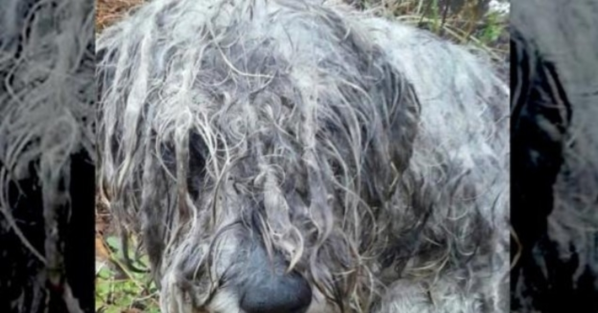 Un Schnauzer affamé et maltraité a été retrouvé attaché à un arbre sur un terrain de campagne