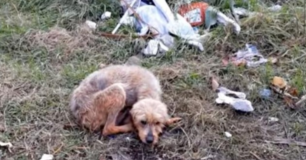 Un vieux chien aveugle abandonné n’a pas trouvé son chemin, s’est couché et a abandonné