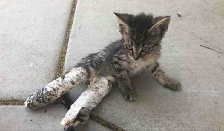 Ils l’ont trouvée allongée dans la rue, émaciée avec ses pattes arrière enveloppées dans des plâtres grossiers