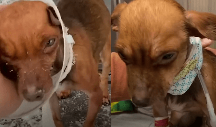 Un petit chien battu pose les yeux sur un homme mourant et lui demande de rentrer à la maison avec lui