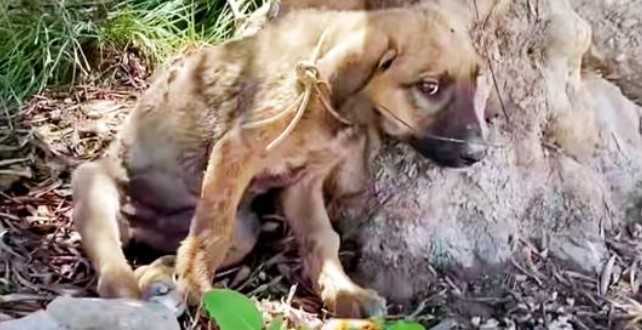 Un chiot confus écorché par de minuscules balles et attaché avec du fil de fer, a estimé que tout était de sa faute