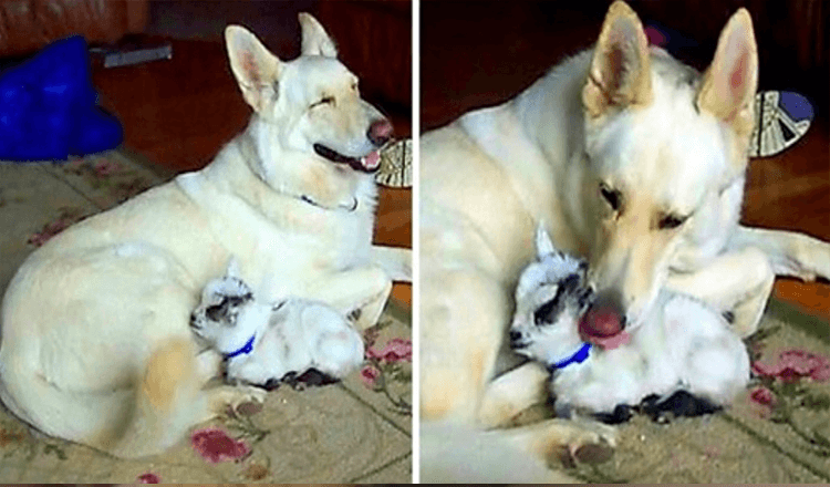 Un berger allemand blanc adopte une chèvre pygmée et la câline comme son propre chiot