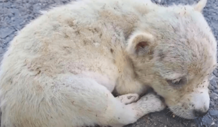 Un chiot au cœur brisé mangé par des puces recroquevillé sur la route, trop faible pour continuer