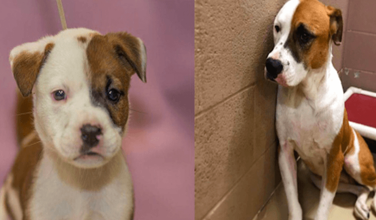 La chienne la plus douce est retournée au refuge où elle a été adoptée comme chiot et elle est triste