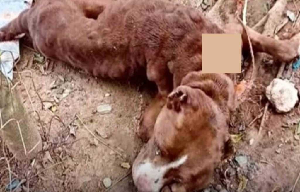 Un chien qui passait a levé les yeux pour dire “Même si je n’y arrive pas, s’il vous plaît, aimez-moi quand même”