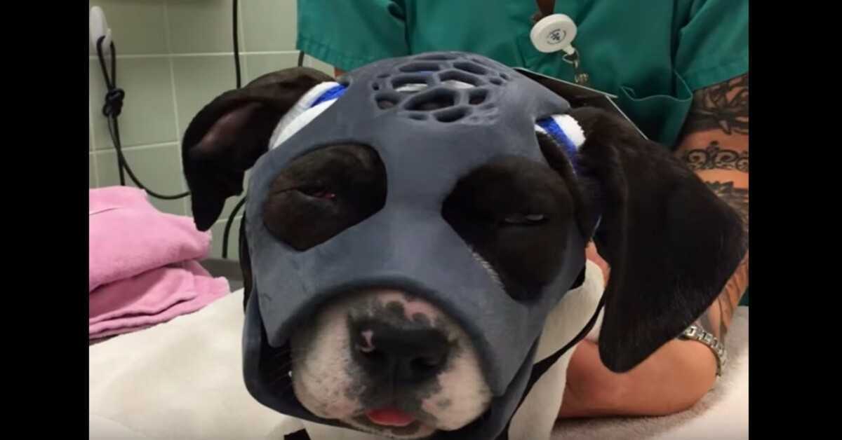 Un chiot malmené dans un combat de chiens obtient le tout premier masque imprimé en 3D pour l’aider à sauver sa vie