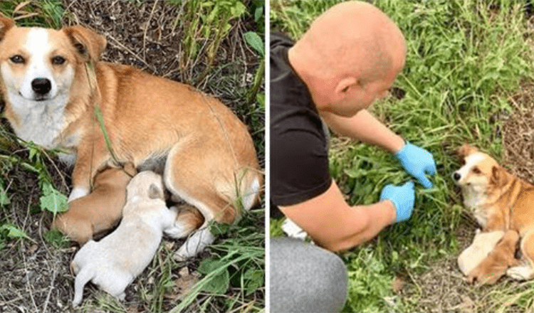 Une maman chienne abandonnée avec des chiots attendait toujours son propriétaire plusieurs jours après avoir été abandonnée