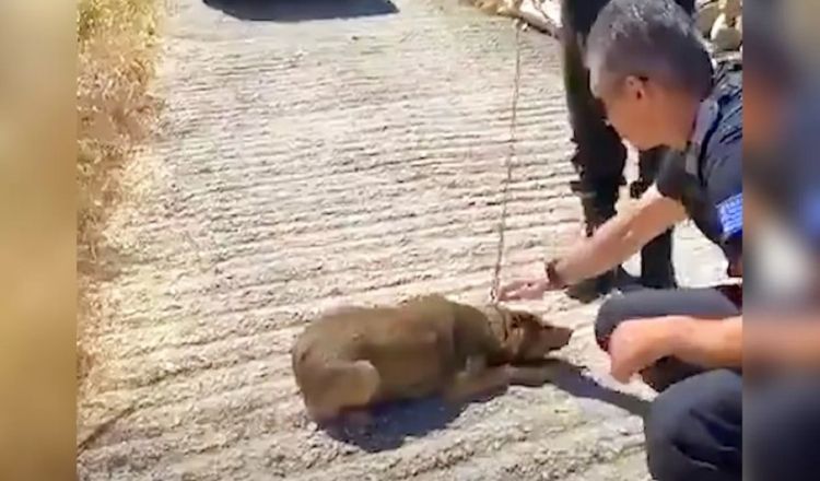 Un chien qui a passé toute sa vie sur une chaîne ne peut plus tourner qu’en rond