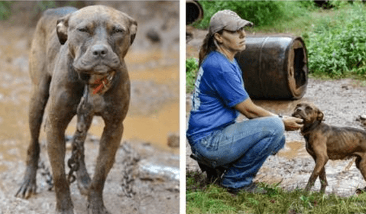 Un chien mal nourri sauvé d’un ring de combat expérimente l’amour pour la première fois