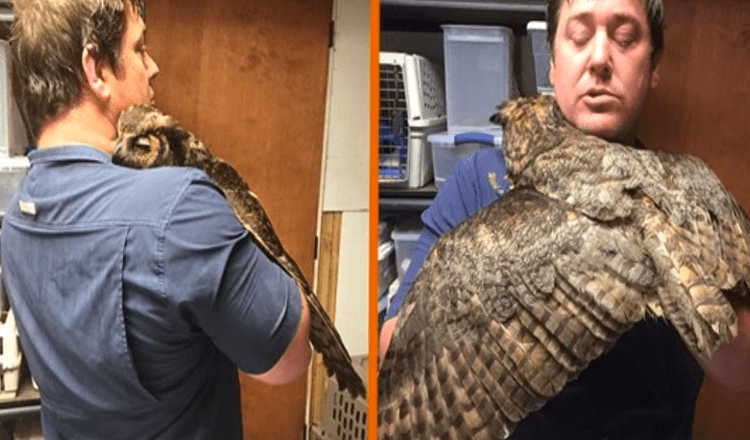 Owl ne peut pas arrêter d’étreindre l’homme qui l’a sauvée après s’être fait écraser en voiture