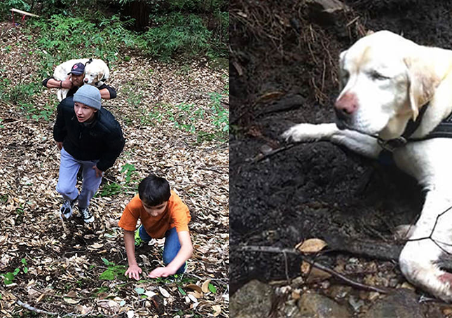 Chien aveugle perdu en forêt depuis 1 semaine retrouvé et secouru par un pompier