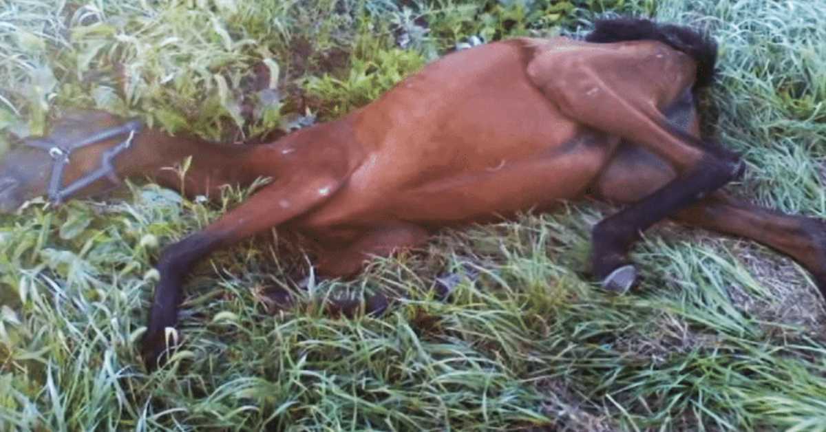 Cheval affamé retrouvé dans un fossé par un adolescent, la vie n’est plus comme avant